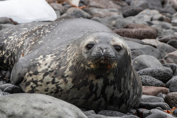 Phoque de Weddell se prélassant, Antarctique Janvier 2024 © Jeremy