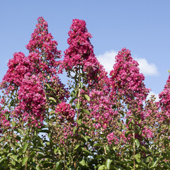 Fototapeta premium Lagerstroemia 