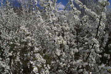Fototapeta premium Branches with white flowers of blooming spring thorns. Selective focus.