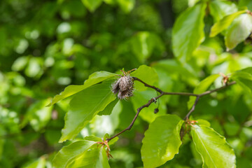 Last year's withered beech nuts among the foliage of a tree.