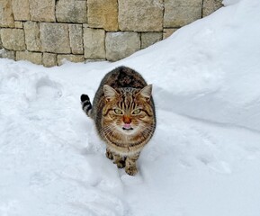 Cat in the snow
