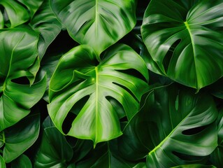 Dense Green Leafy Texture Background