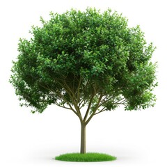 Fototapeta na wymiar Full Lush Green Tree Isolated on White Background