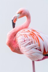 Graceful Flamingo Balancing on One Leg Isolated on White Background