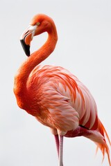 Graceful Flamingo Balancing on One Leg Isolated on White Background