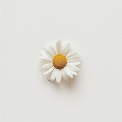 Obraz premium Single Daisy Flower with a Yellow Center on White Background