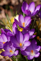 The shine and colors of spring, purple crocus, Tommasini's crocus; Crocus Tommasinianus	