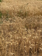 Close up of wheat ears, field of wheat in a summer day. Harvesting period