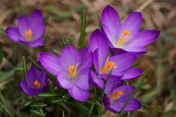 The shine and colors of spring, purple crocus, Tommasini's crocus; Crocus Tommasinianus	