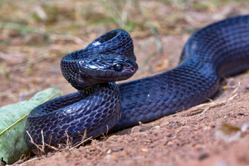 Big black boiga snake attack aggressively
