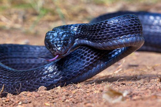 Big black boiga snake attack aggressively