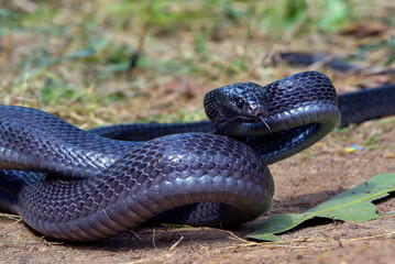 Big black boiga snake attack aggressively