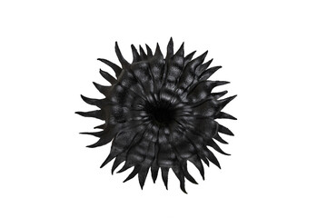 Black sun or sun flower isolated on white background, abstract texture