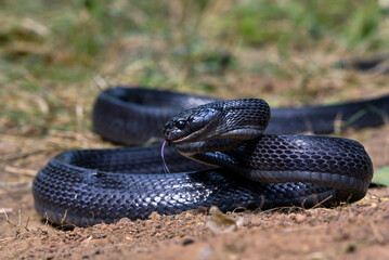 Big black boiga snake attack aggressively