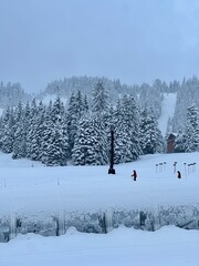snow covered trees in the mountains