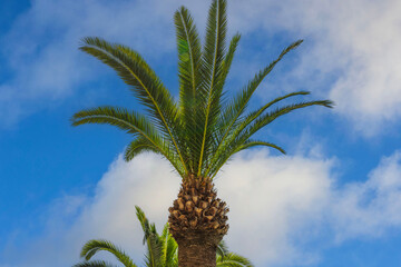 Beautiful view of date palms against a blue sky with white clouds. Greece.