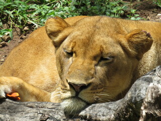 sleeping lioness