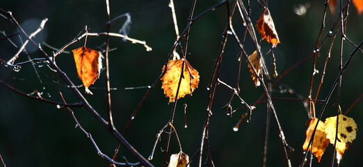 October morning. On the hanging-down branches of a birch water drops under beams of the sun...