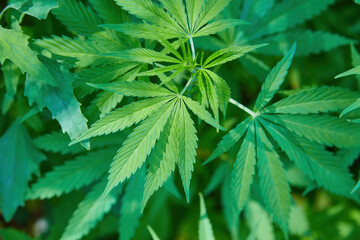 Cannabis Texture Marijuana Leaf Pile Background with Flat