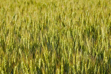 Green wheat ears close-up on the field in ripening period - 756696301