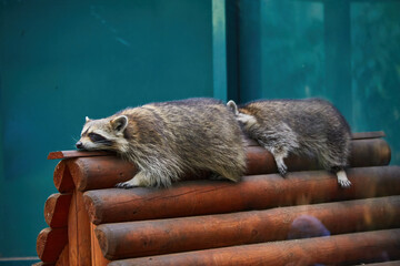 Funny lazy raccoon lying on doorstep - 756696397