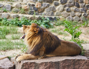 Male lion looking out atop rocky outcrop - 756696507