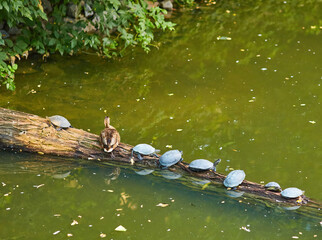 A group of small turtles and a duck sitting on a branch in a row - 756696508