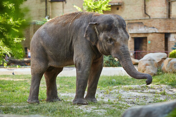 Elephant in the zoo - 756696510