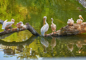 Four elegant pink pelicans perched on a tree branch over tranquil waters. - 756696542