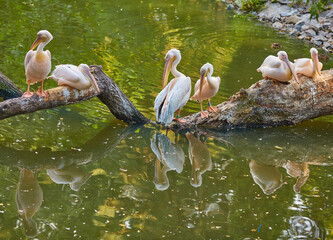 Four elegant pink pelicans perched on a tree branch over tranquil waters. - 756696561