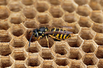 side view of a wasp, vespula vulgaris on hexagonal paper cells, close-up of a single wasp in wasp...