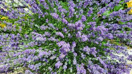 Fototapeta premium A bright lilac lavender bush on a flower bed on a summer day