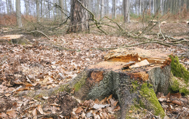 Photo of a tree stump, selective focus. An example of legal deforestation, the impact of exploitative state forest policy in Poland.