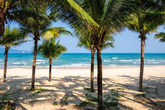 tropical beach with coconut palm trees in Da Nang, Vietnam