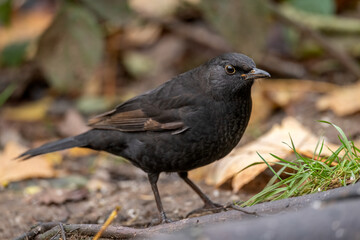 Blackbird, female,