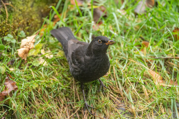 Obraz premium Blackbird, female,