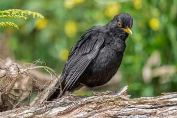 Blackbird, male,