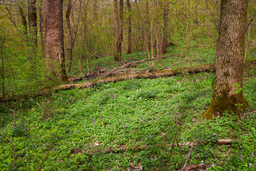 Fototapeta premium Flowering green forest