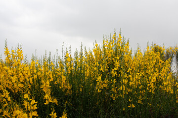 Obraz premium Spring Flower