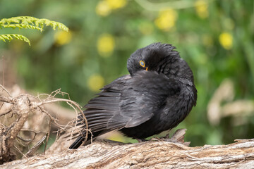 Blackbird, male,