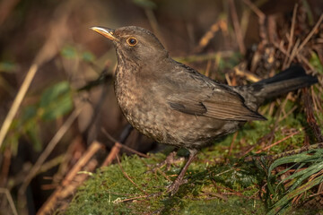 Fototapeta premium Blackbird, female,