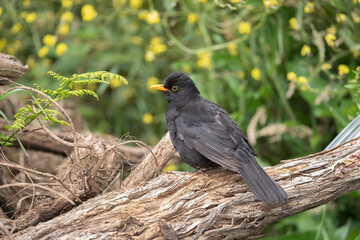 Blackbird, male,