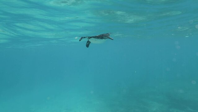 Small cute Penguin swimming near the Galapagos UNESCO site.