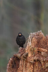 Blackbird, male,