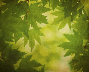 Green Leaves over vintage paper. Perfect grunge background..