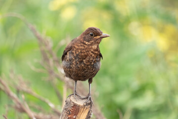 Blackbird, female,