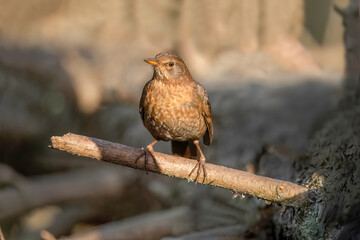 Blackbird, female,