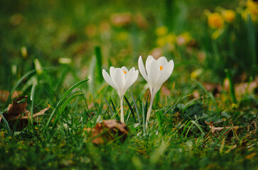 The first flowers welcome spring, beautiful white crocus flowers in the park	