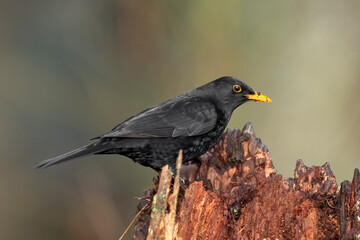 Obraz premium Blackbird, male,