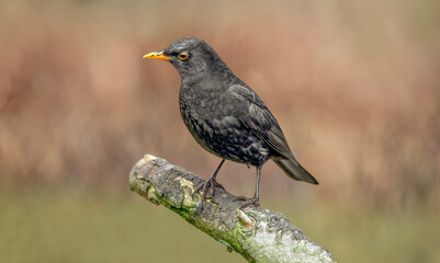 Blackbird, male,